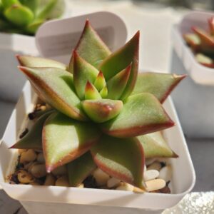 Echeveria Agavoides x Laui (Híbrido)