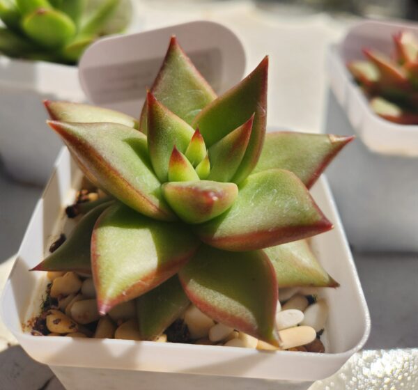 Echeveria Agavoides x Laui (Híbrido)