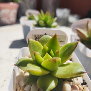 Echeveria Agavoides x Laui (Híbrido)