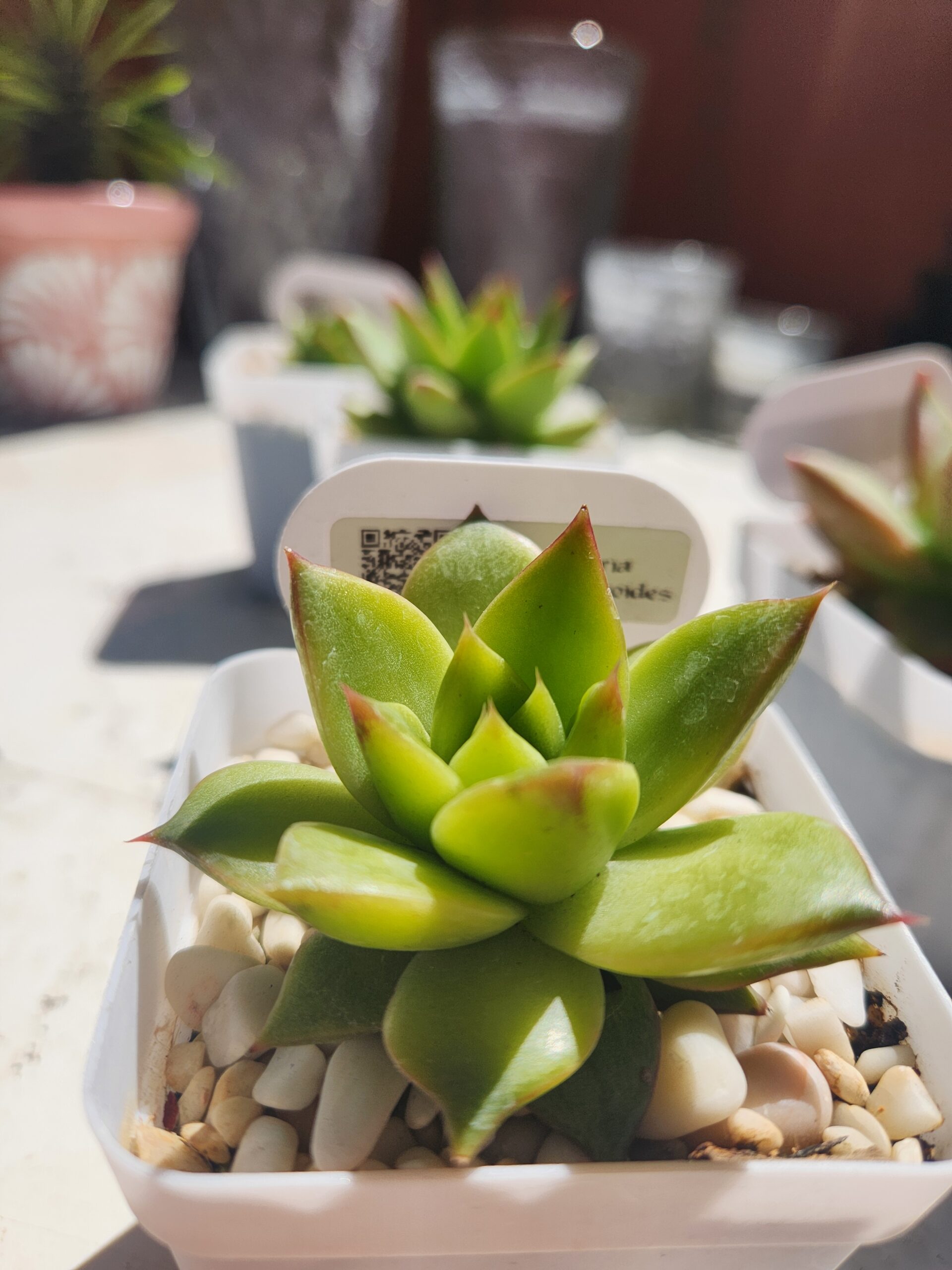 Echeveria Agavoides x Laui (Híbrido) - Image 1