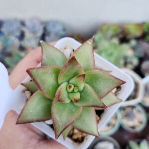 Echeveria Agavoides x Laui (Híbrido)