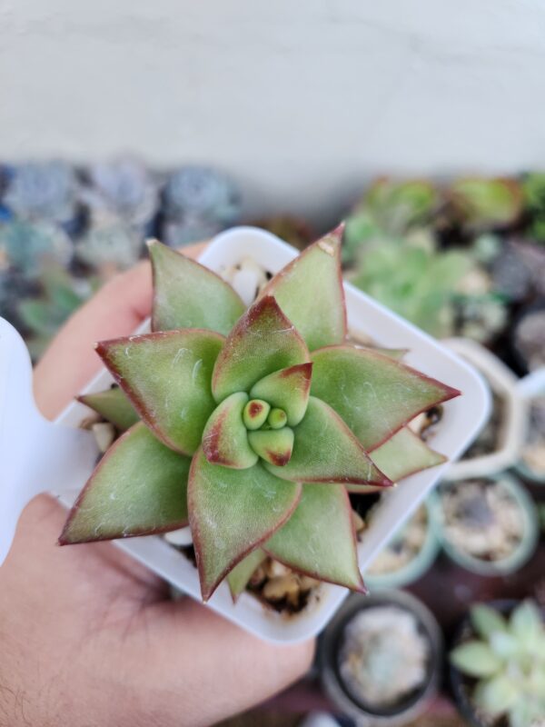 Echeveria Agavoides x Laui (Híbrido)