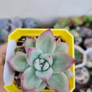 Echeveria Colorata x Laui (Híbrido)