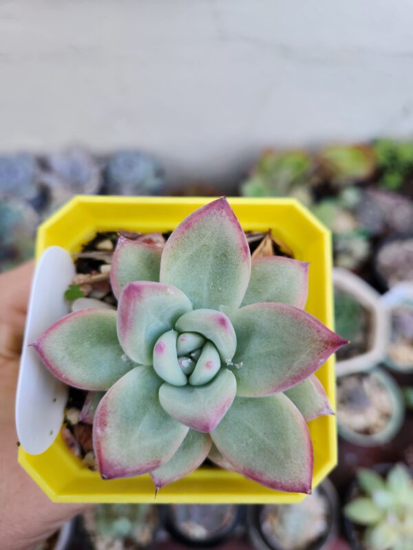 Echeveria Colorata x Laui (Híbrido)