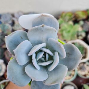 Echeveria Runyonii x Laui (Híbrido)