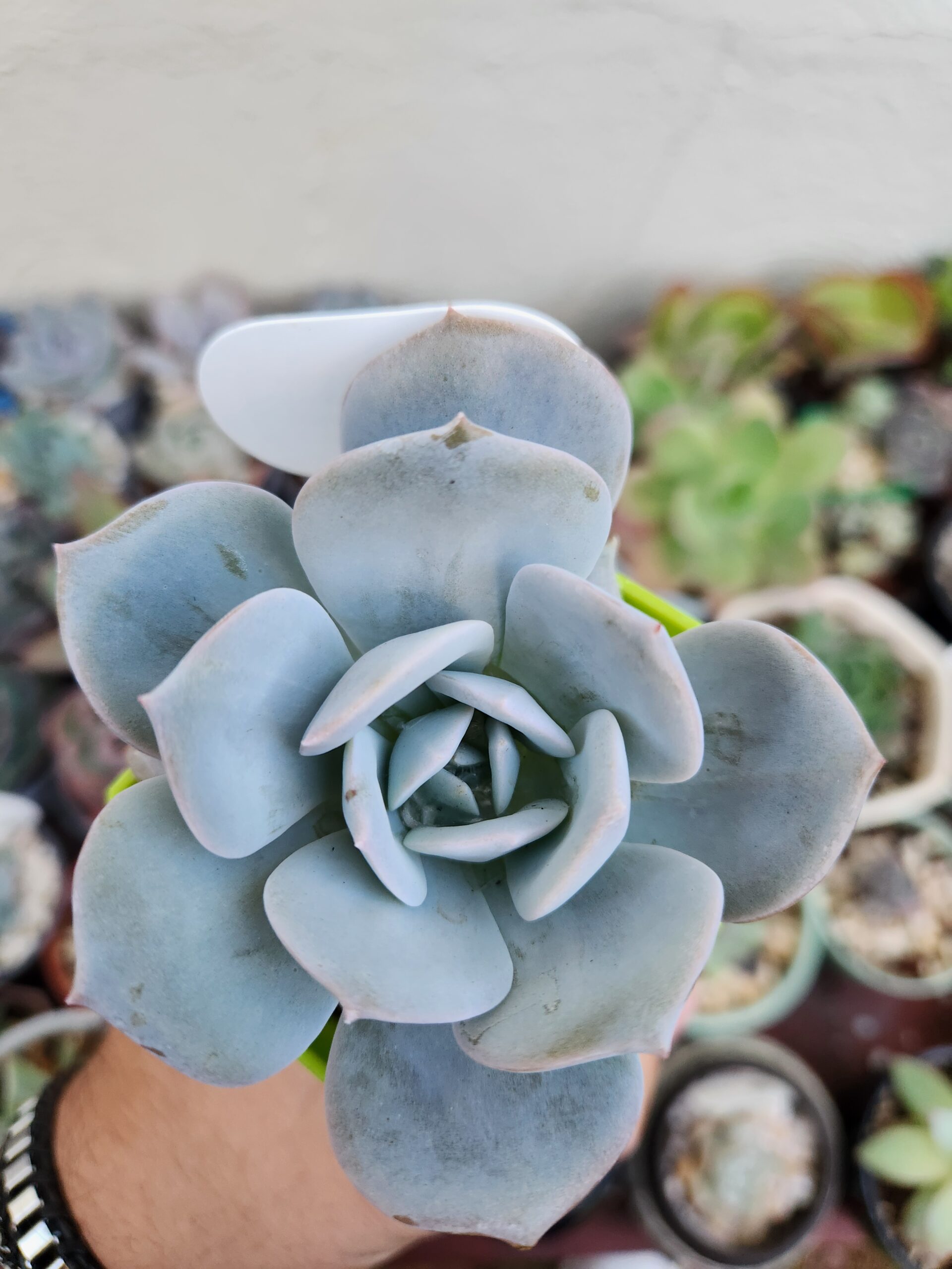 Echeveria Runyonii x Laui (Híbrido) - Image 1