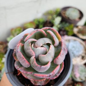 Echeveria Beyonce
