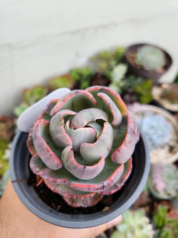 Echeveria Beyonce