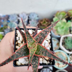 Aloe Christmas Carol