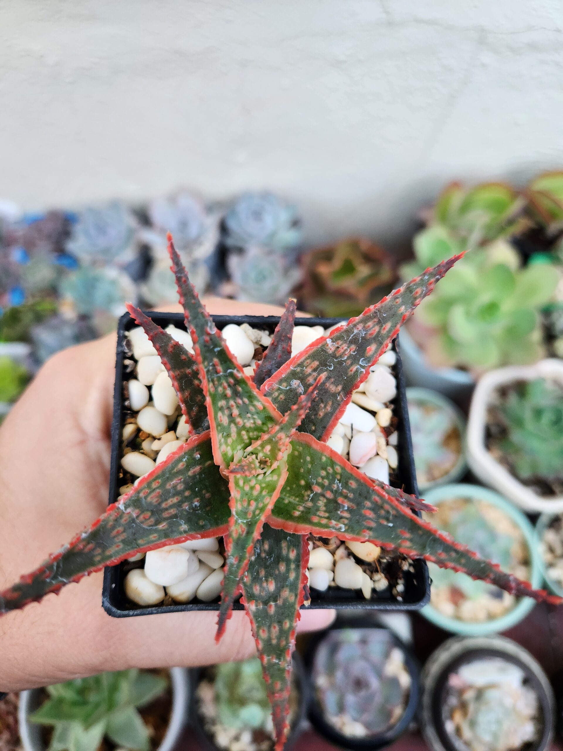 Aloe Christmas Carol - Image 1