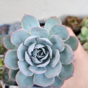 Echeveria sin ID (Híbrido)