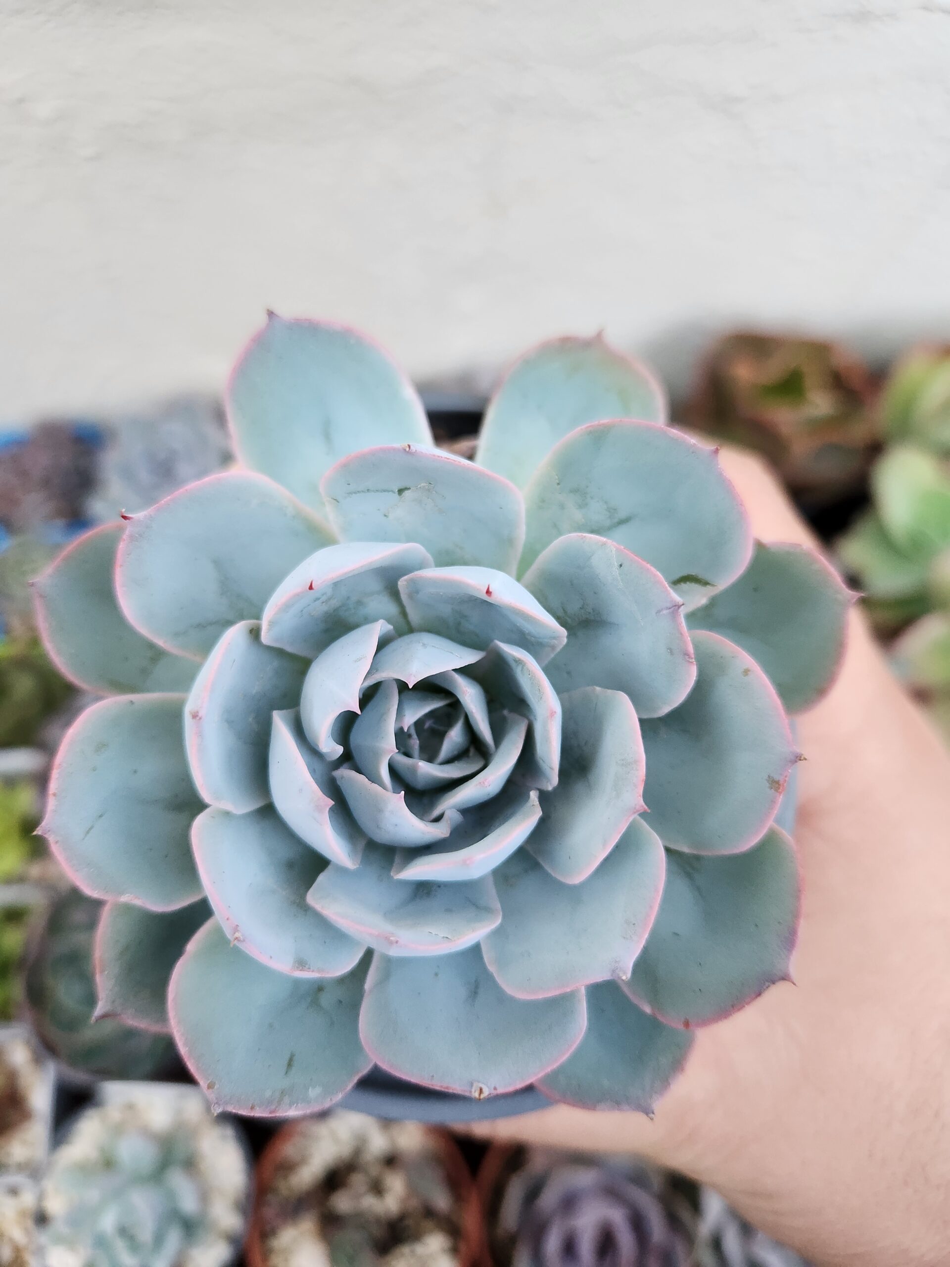 Echeveria sin ID (Híbrido) - Image 1