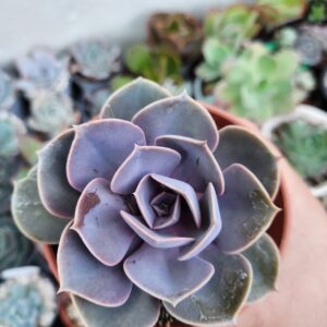 Echeveria Perle von Nurnberg