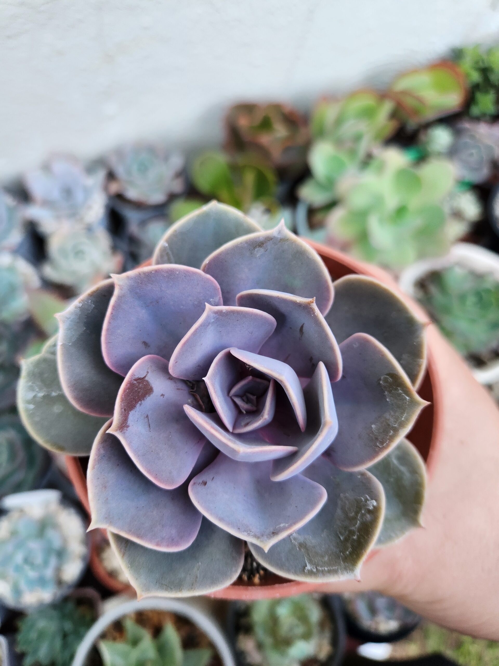 Echeveria Perle von Nurnberg - Image 1