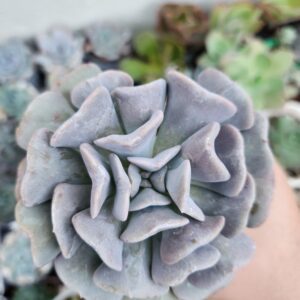 Echeveria Cubic Frost