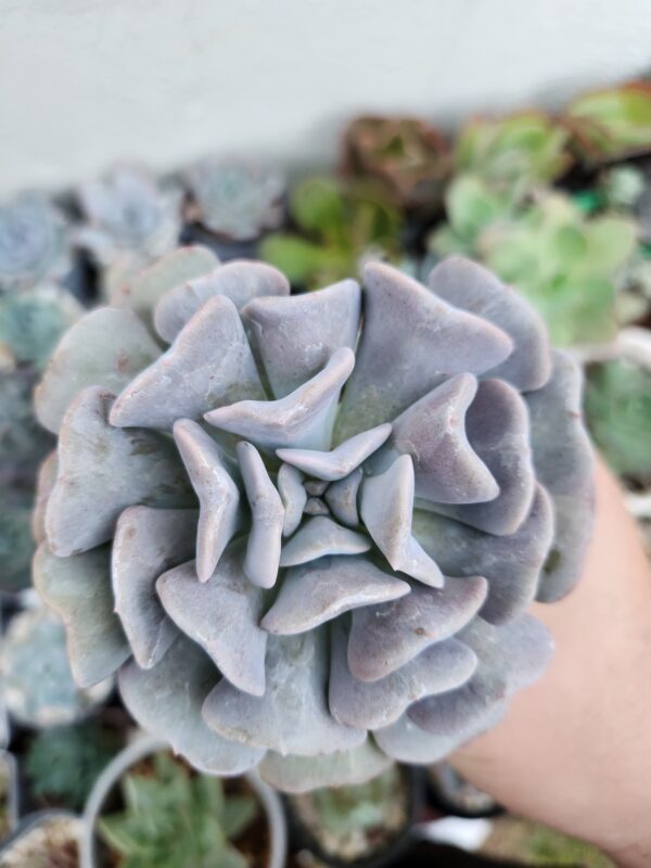 Echeveria Cubic Frost