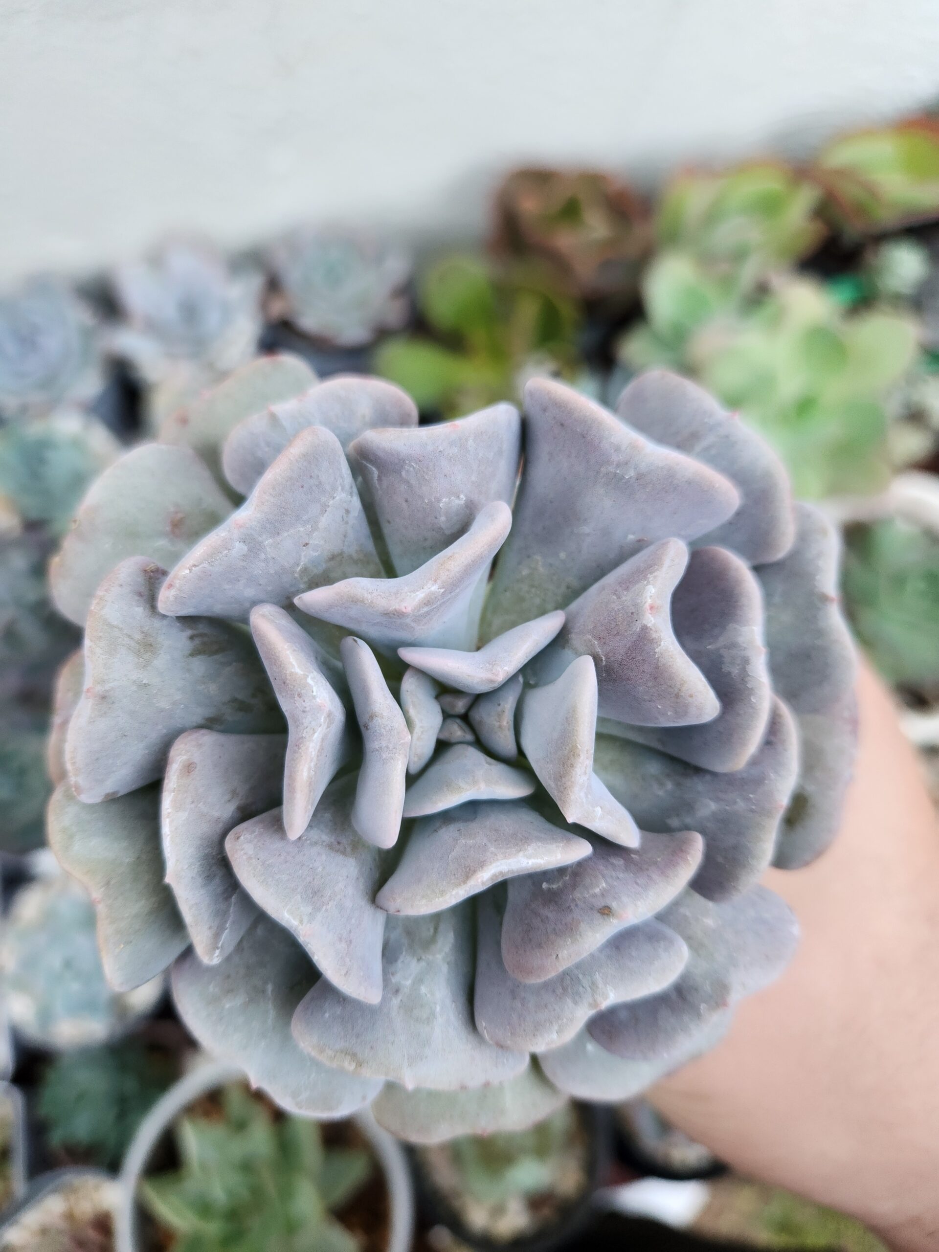 Echeveria Cubic Frost - Image 1