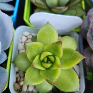 Echeveria Agavoides x Laui (Híbrido)