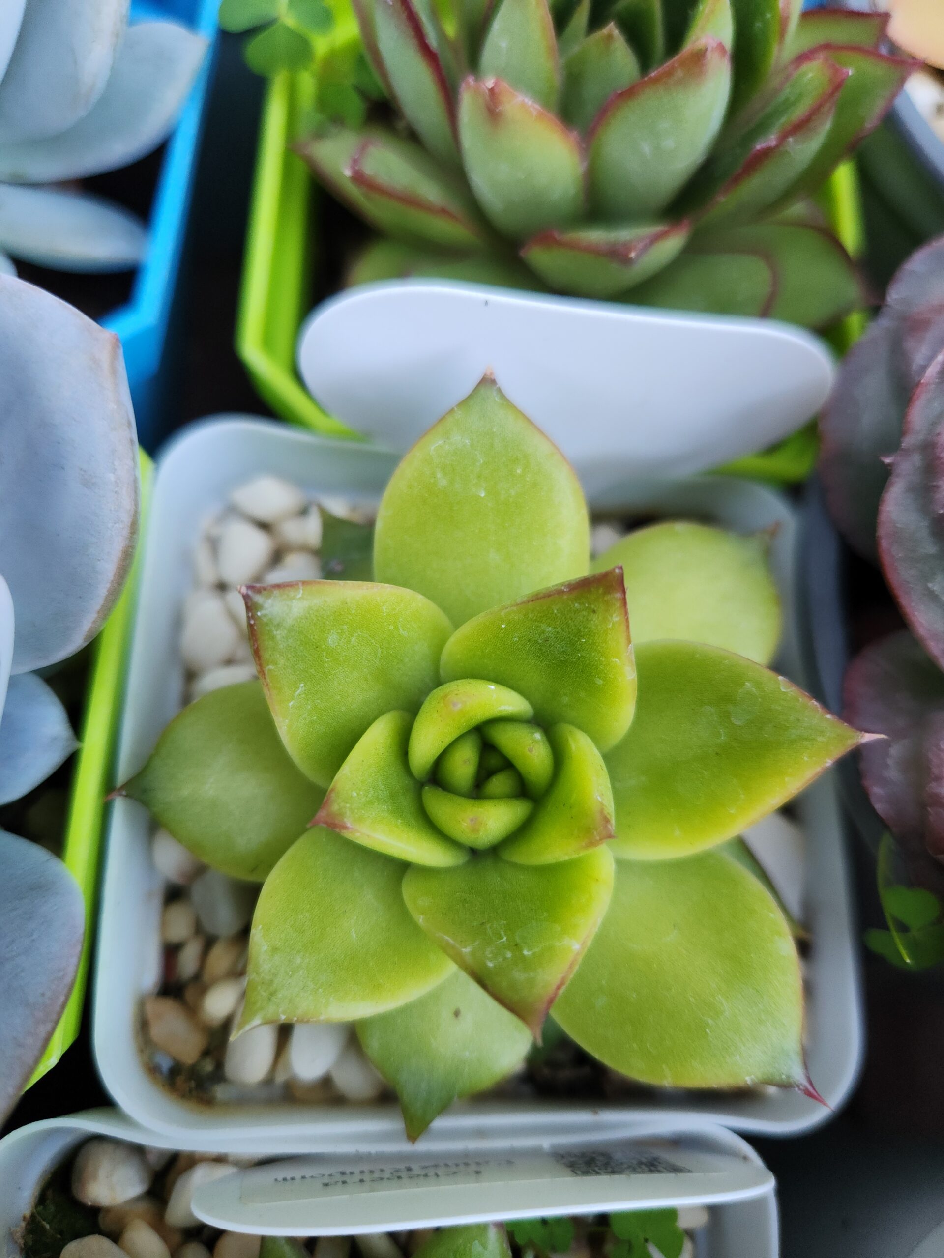 Echeveria Agavoides x Laui (Híbrido) - Image 1