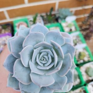 Echeveria Peacockii