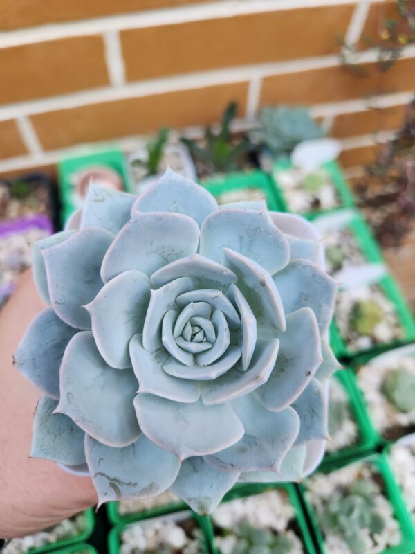 Echeveria Peacockii