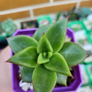 Echeveria Agavoides