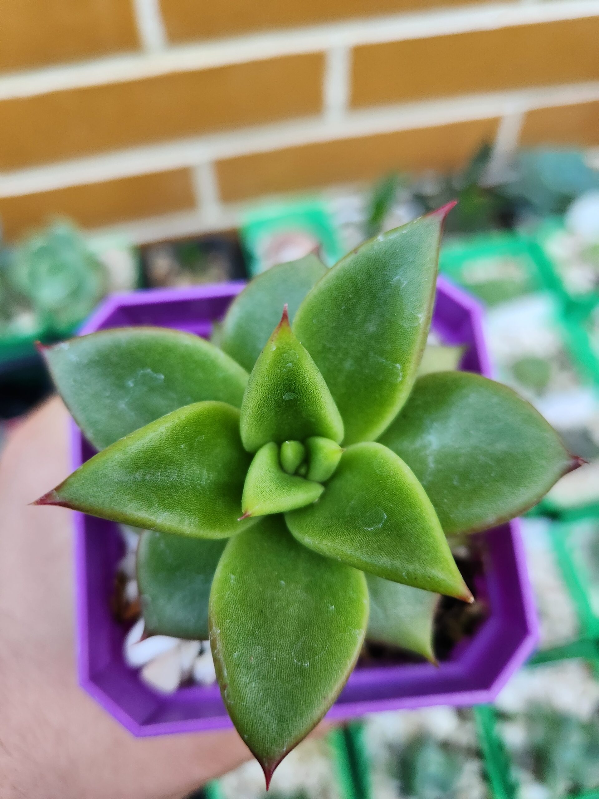 Echeveria Agavoides - Image 1