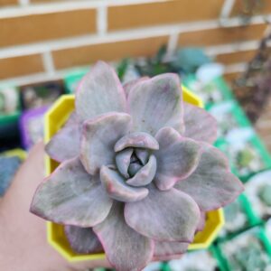 Echeveria Mrs. Richards Variegada