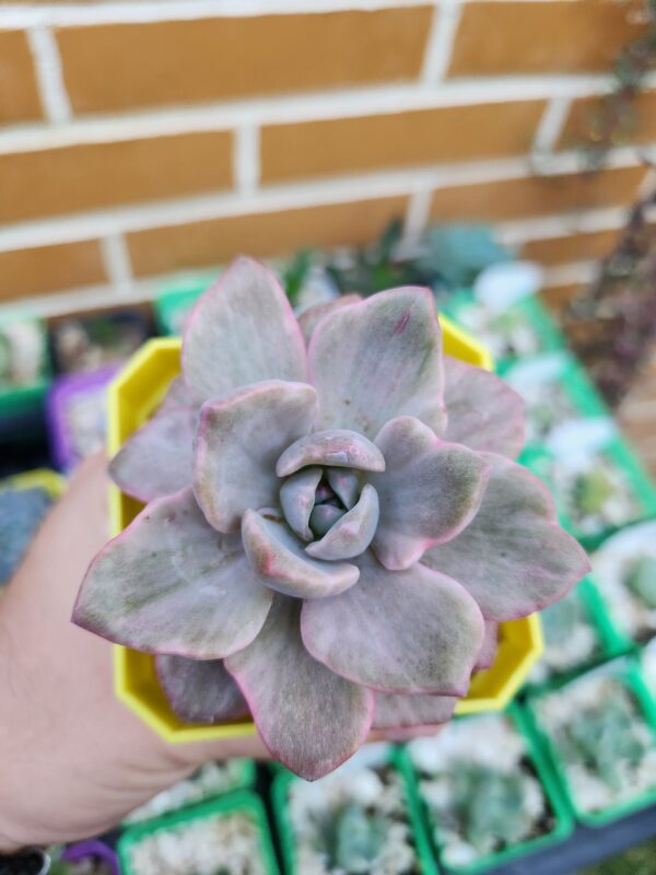 Echeveria Mrs. Richards Variegada