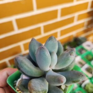 Pachyphytum sin ID - Image 2