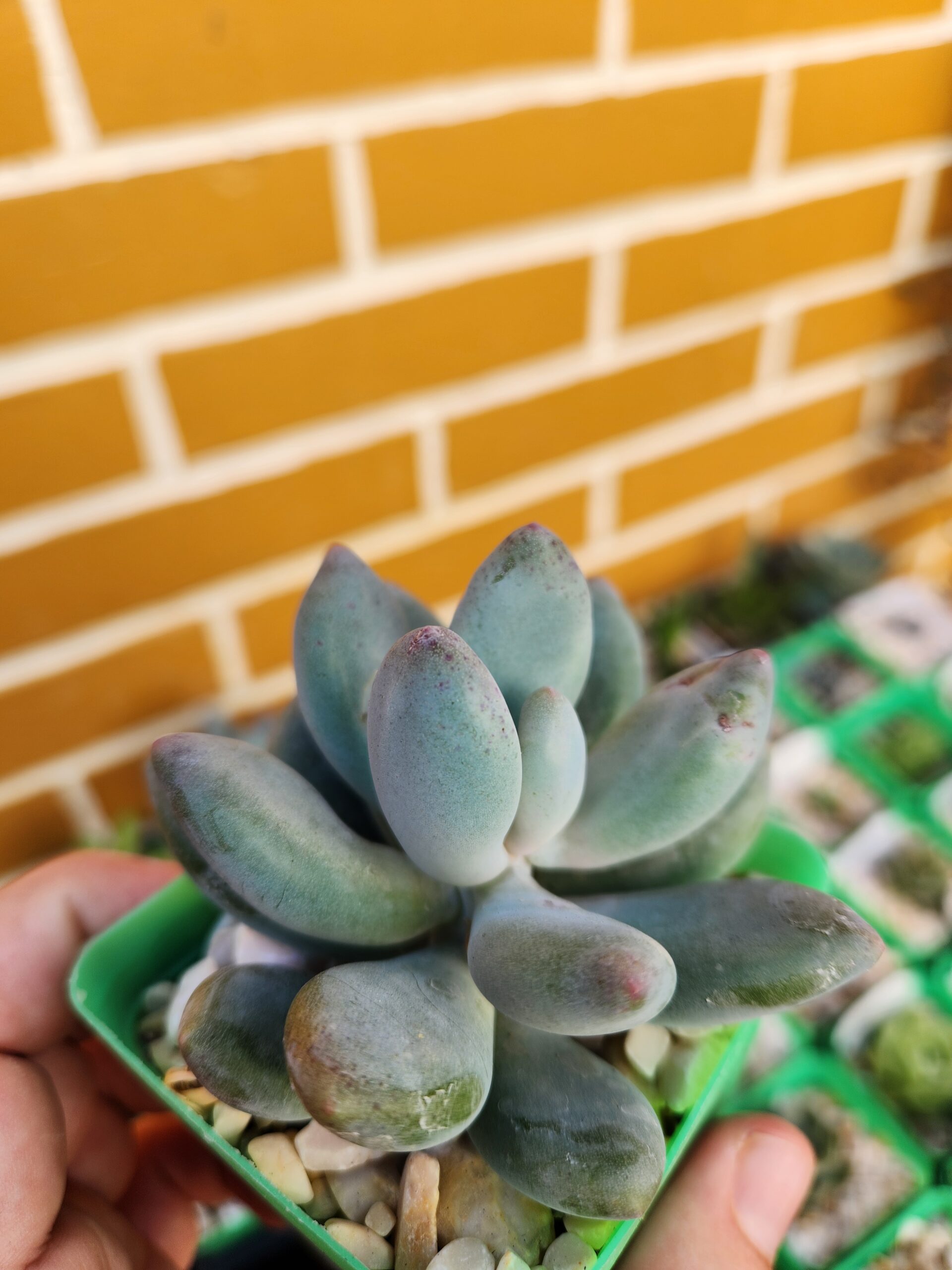 Pachyphytum sin ID - Image 2