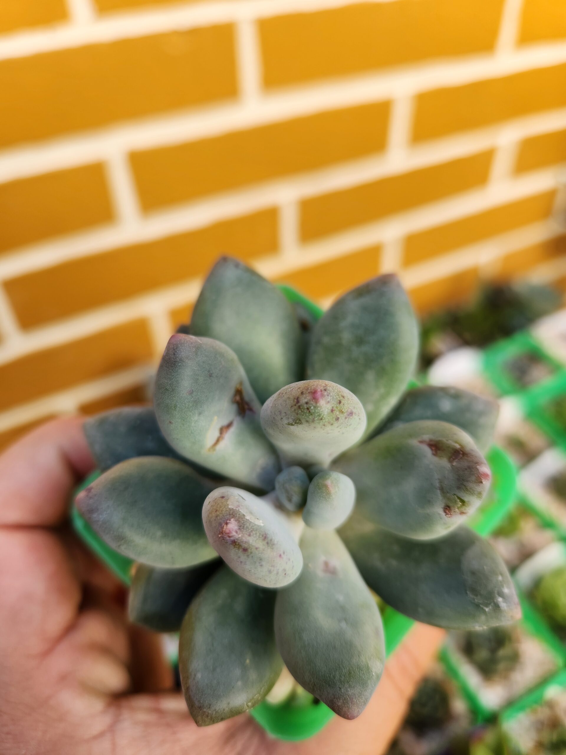 Pachyphytum sin ID - Image 1