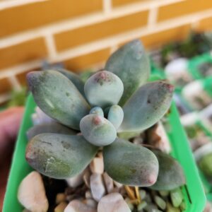 Pachyphytum sin ID - Image 2