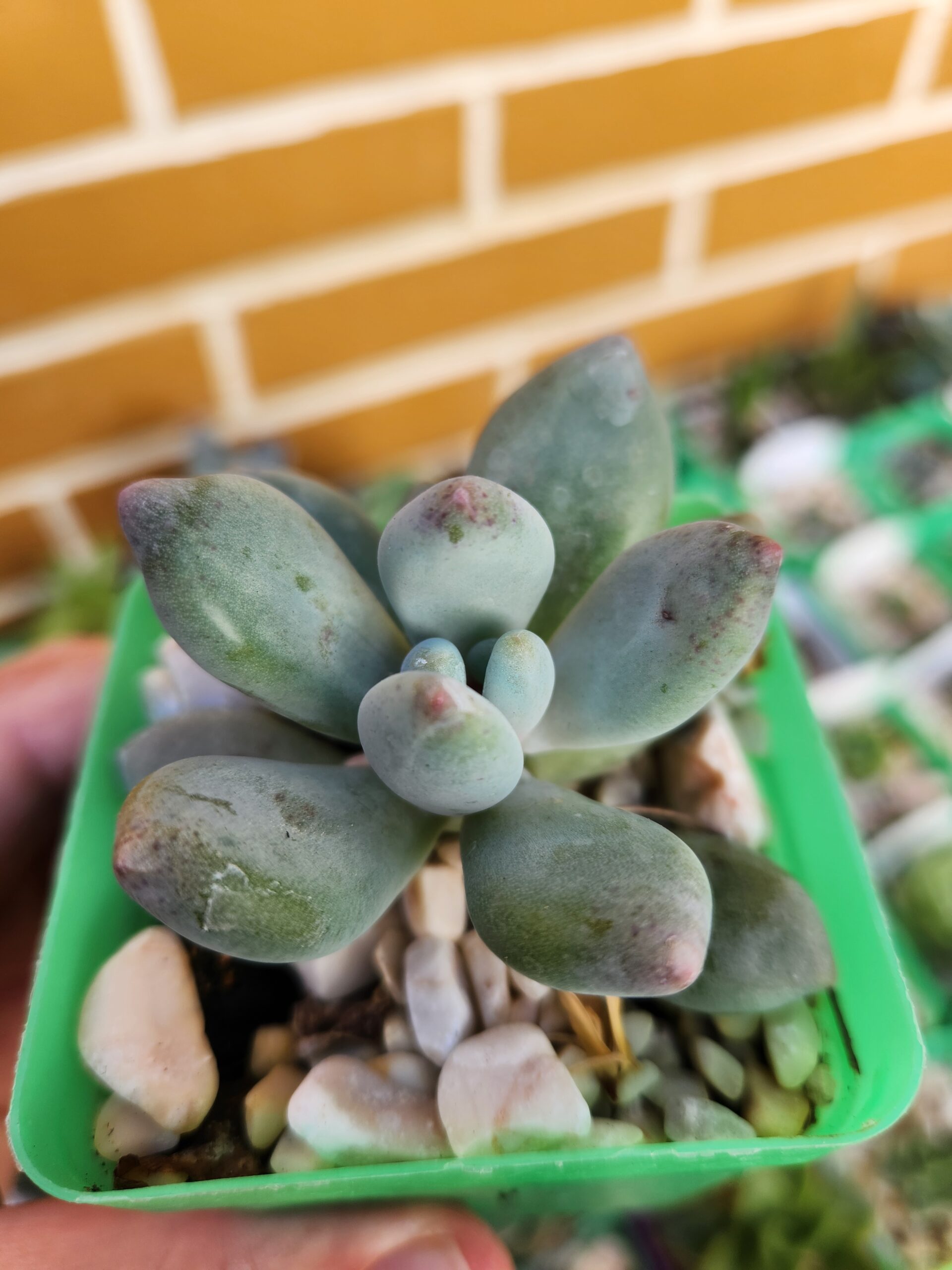 Pachyphytum sin ID - Image 2