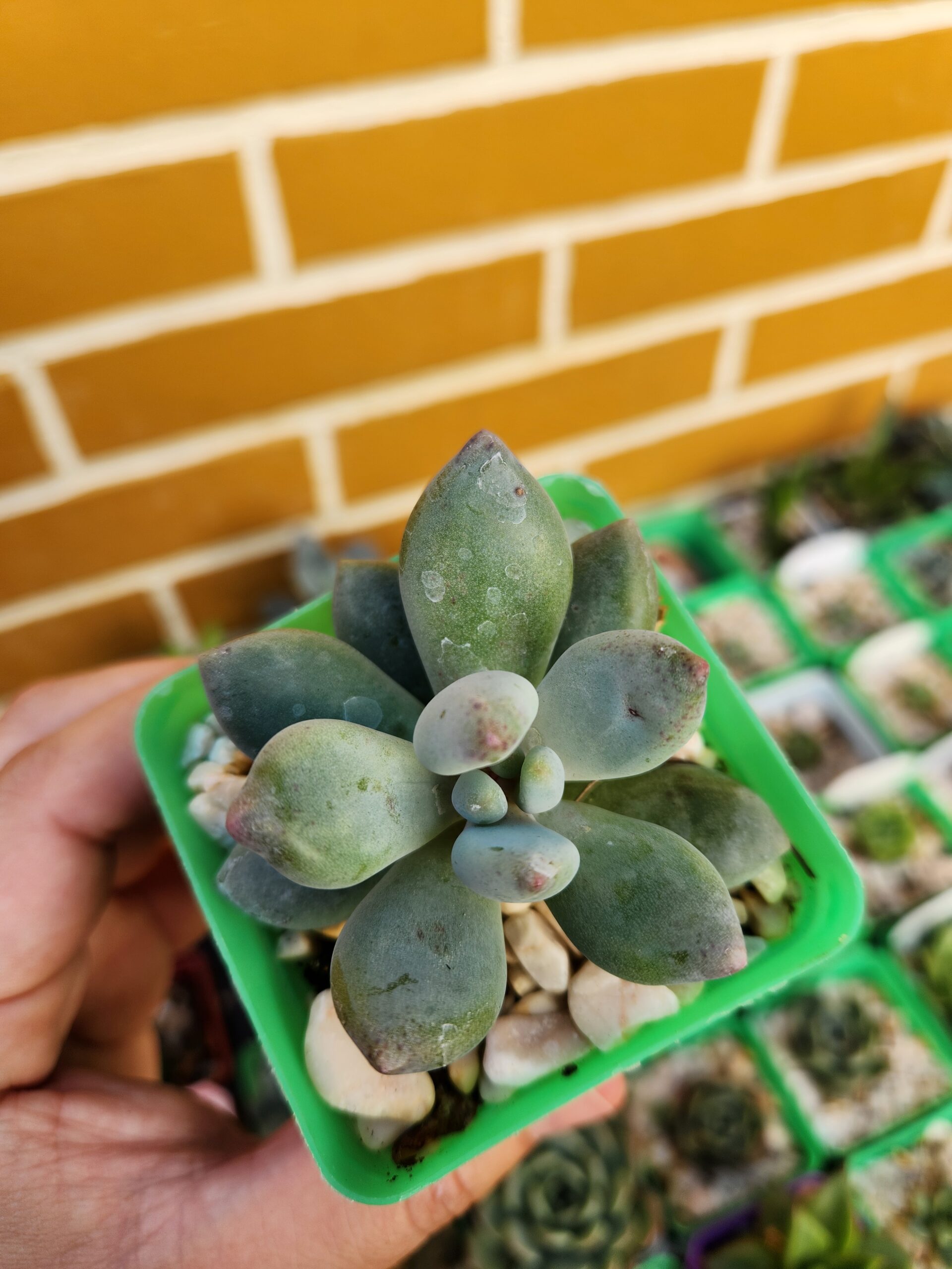 Pachyphytum sin ID - Image 1