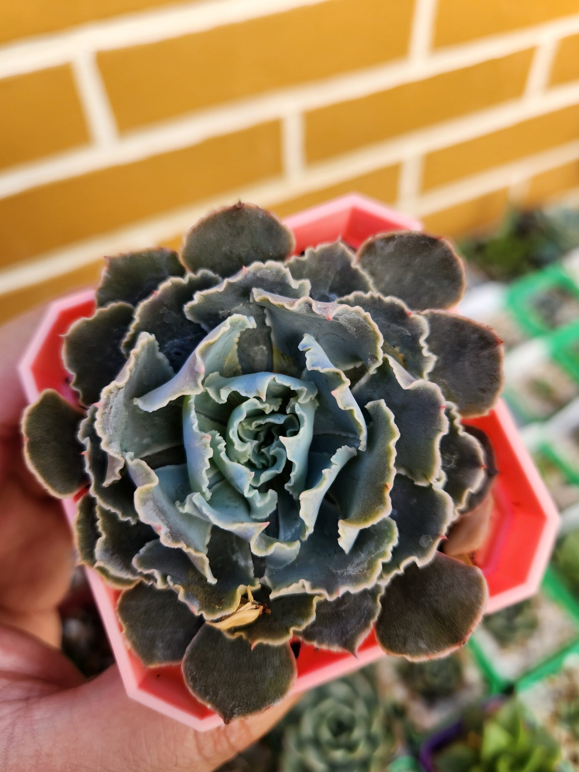 Echeveria Shaviana - Image 1