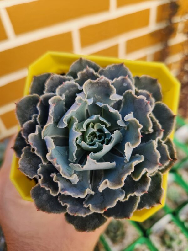 Echeveria Shaviana