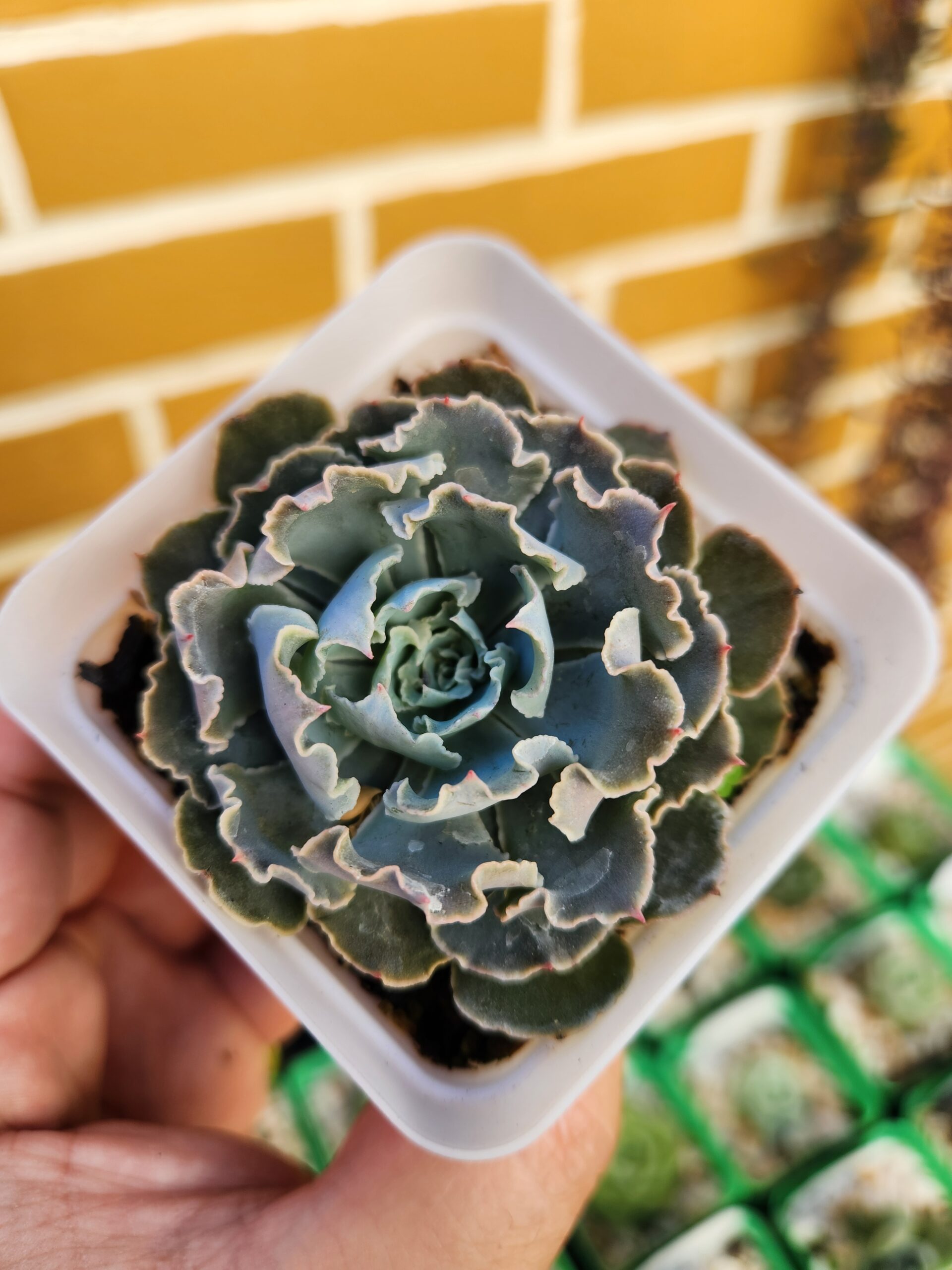 Echeveria Shaviana - Image 1