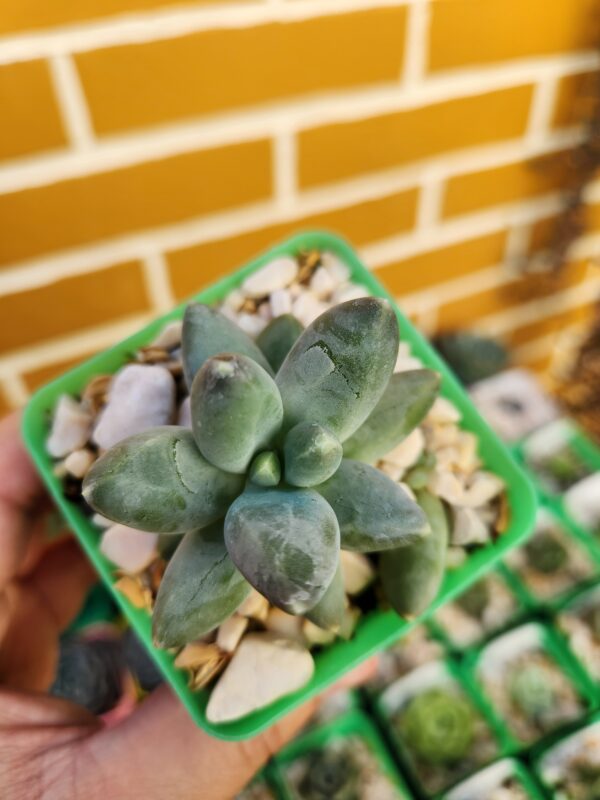 Pachyphytum sin ID