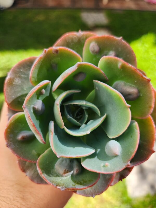 Echeveria Hearts Delight