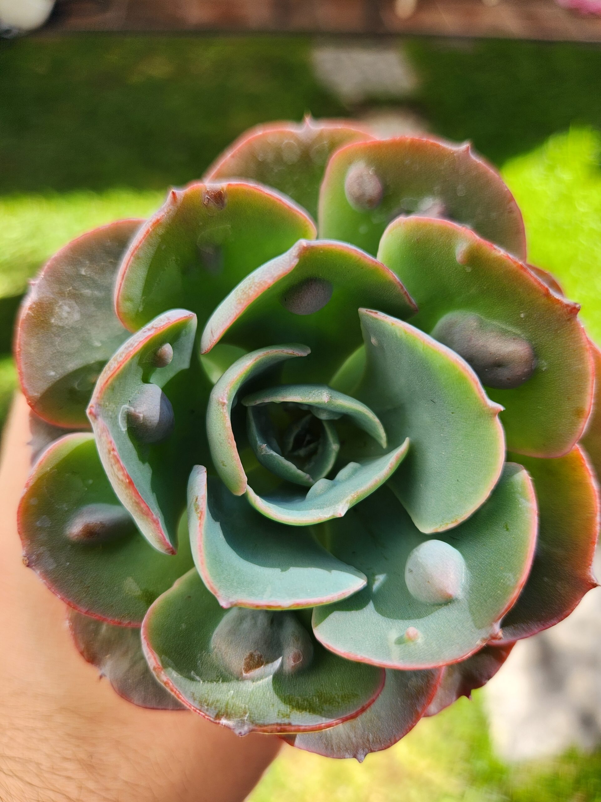 Echeveria Hearts Delight - Image 1