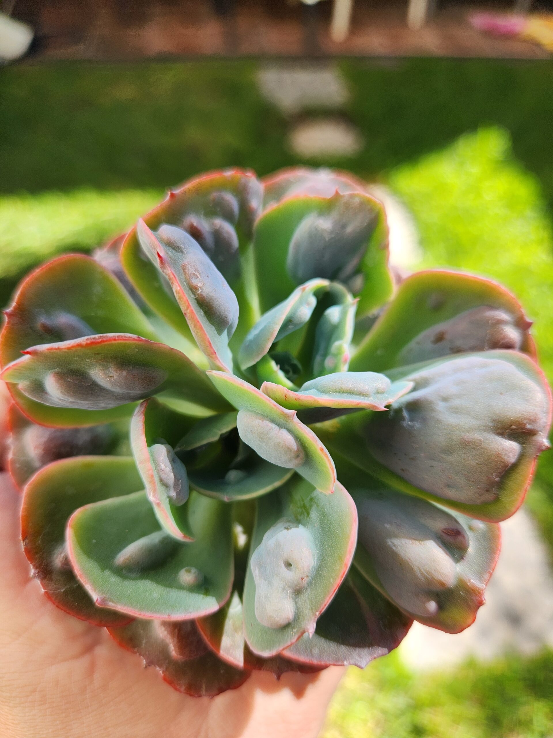 Echeveria Hearts Delight - Image 1