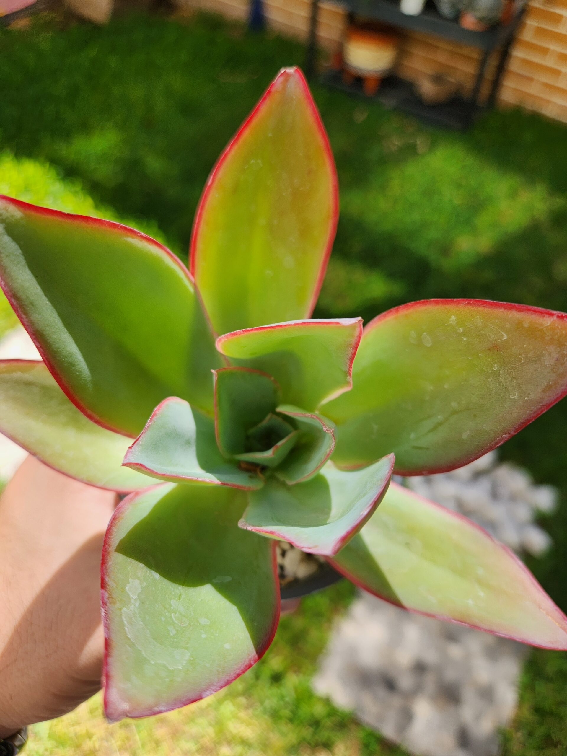 Echeveria Subrigida - Image 1