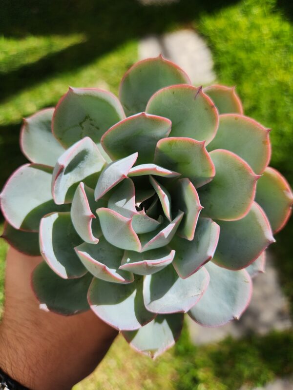 Echeveria sin ID (Híbrido)