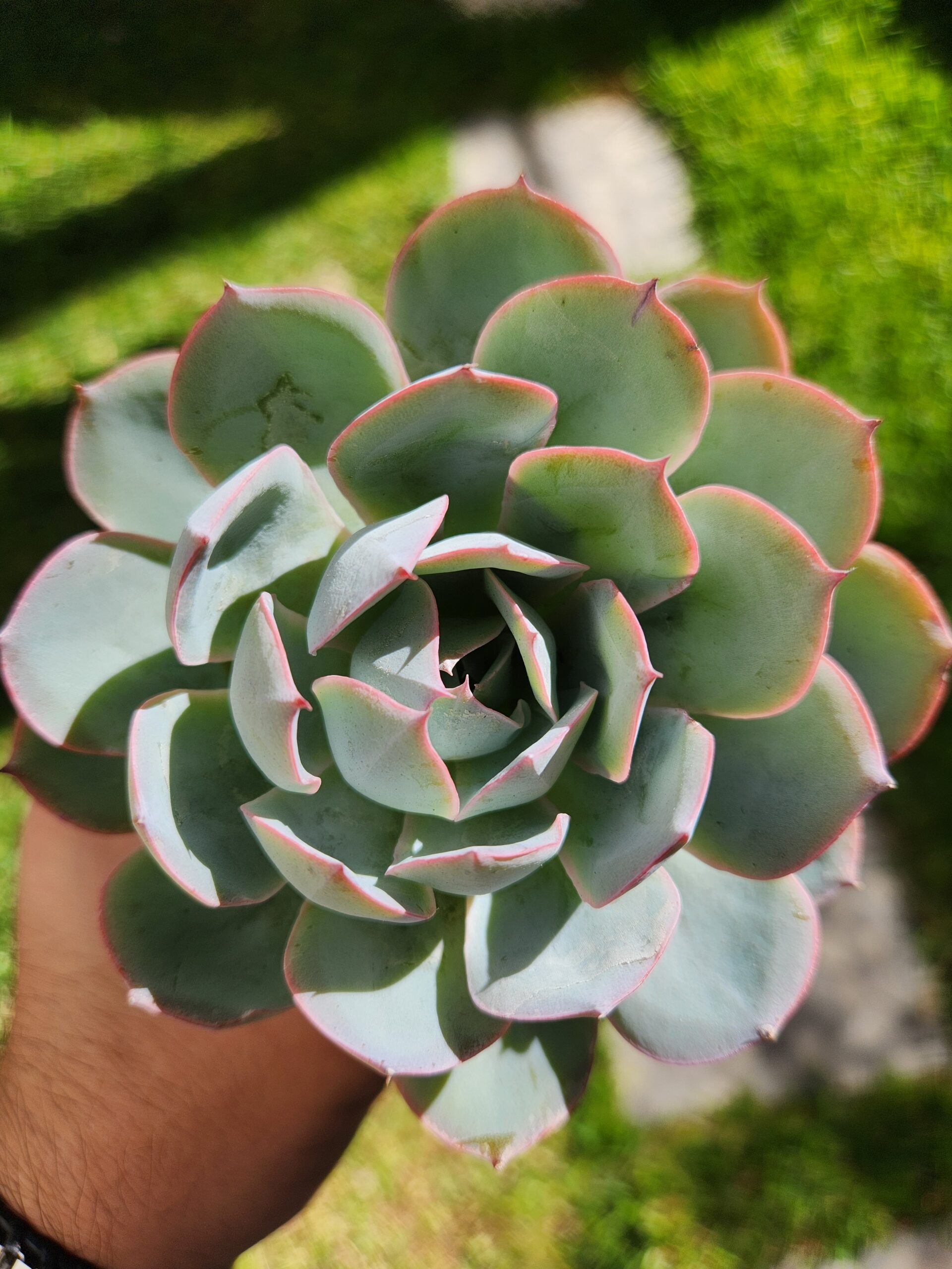 Echeveria sin ID (Híbrido) - Image 1