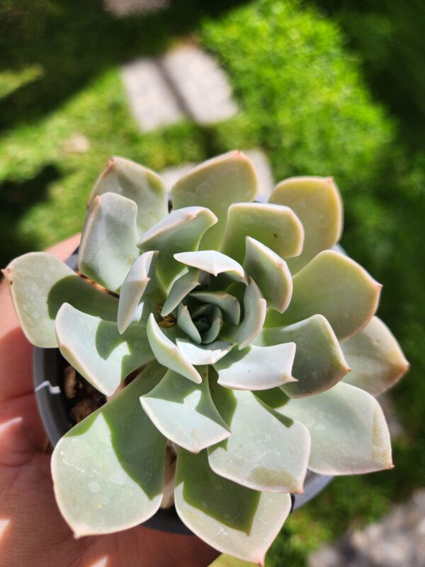 Echeveria sin ID (Híbrido)