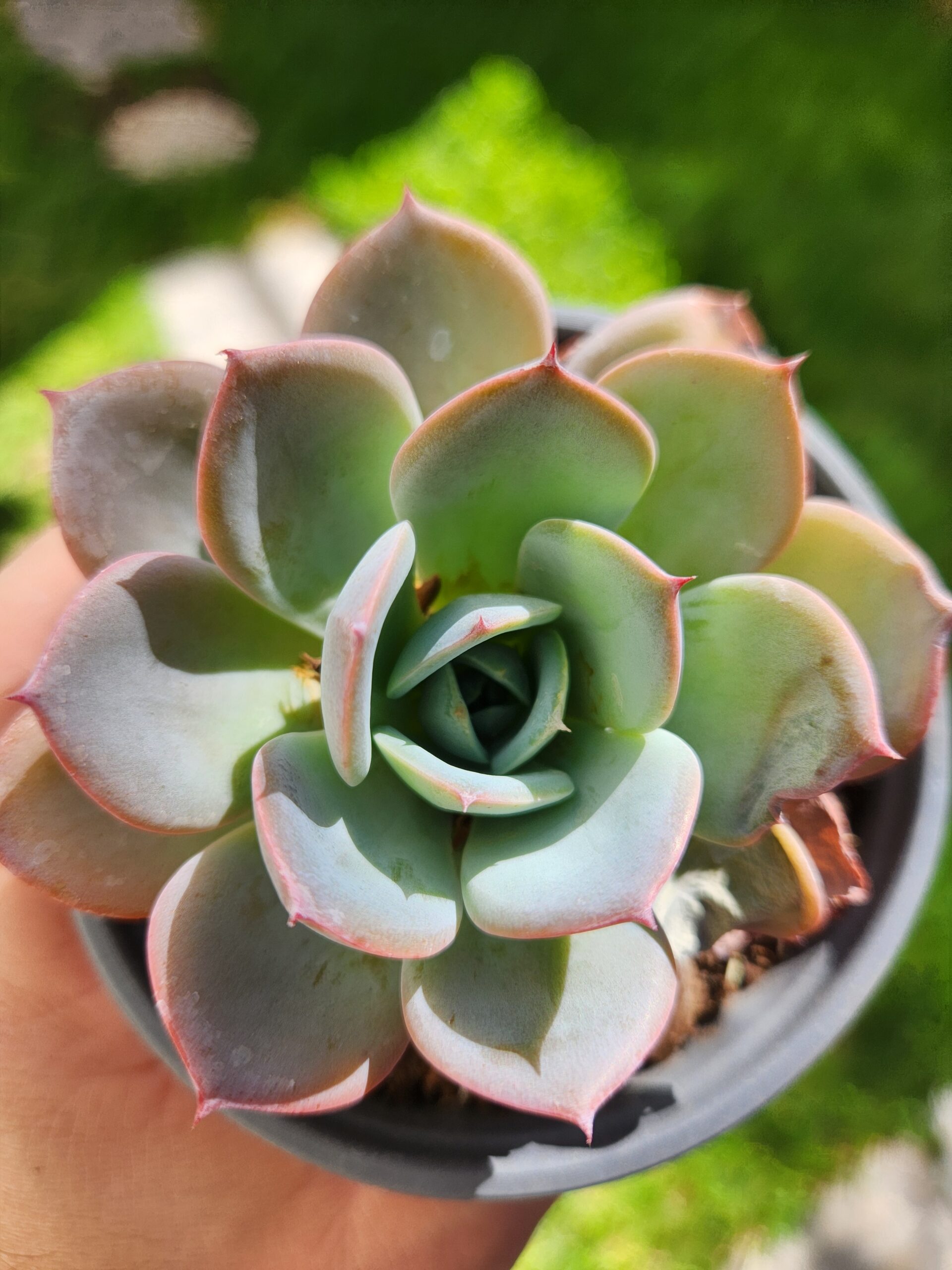 Echeveria sin ID (Híbrido) - Image 1
