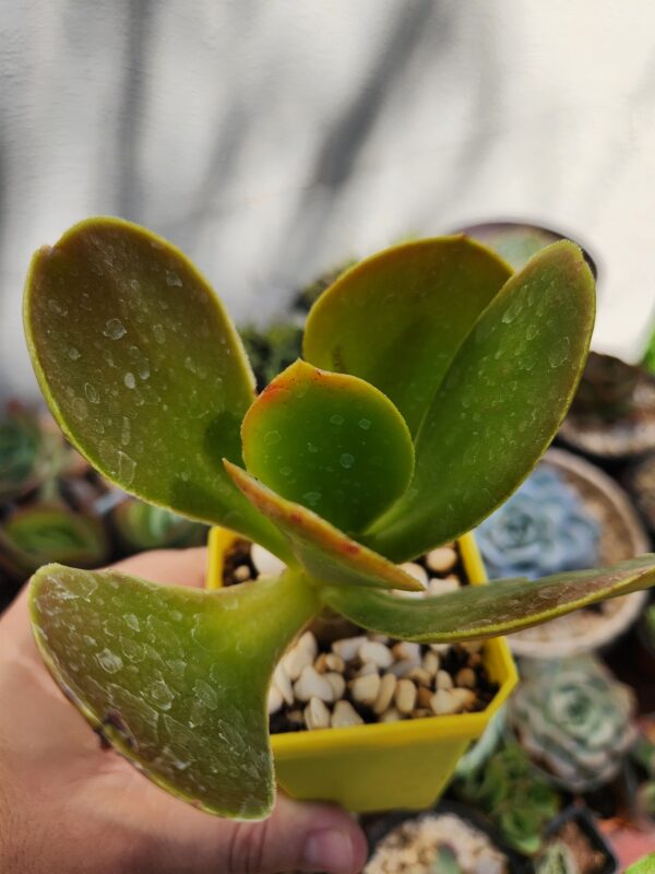 Echeveria sin ID (Híbrido)