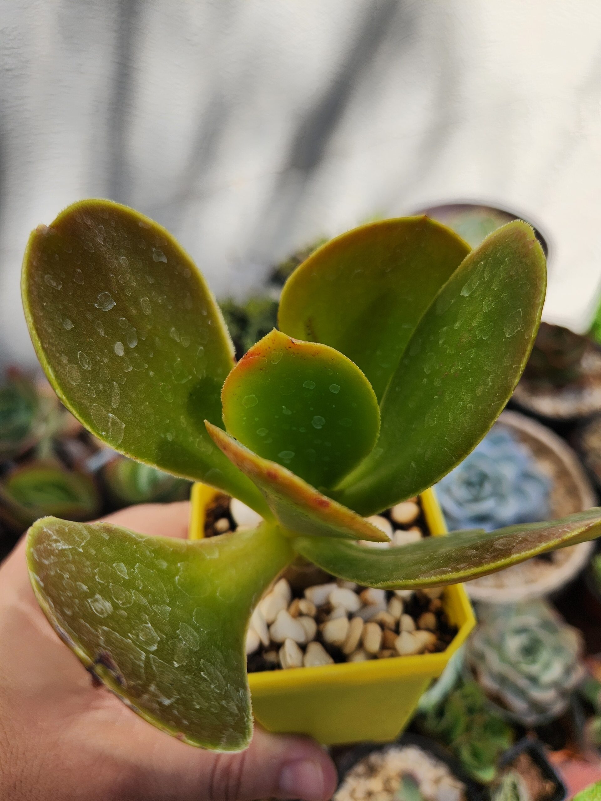 Echeveria sin ID (Híbrido) - Image 1
