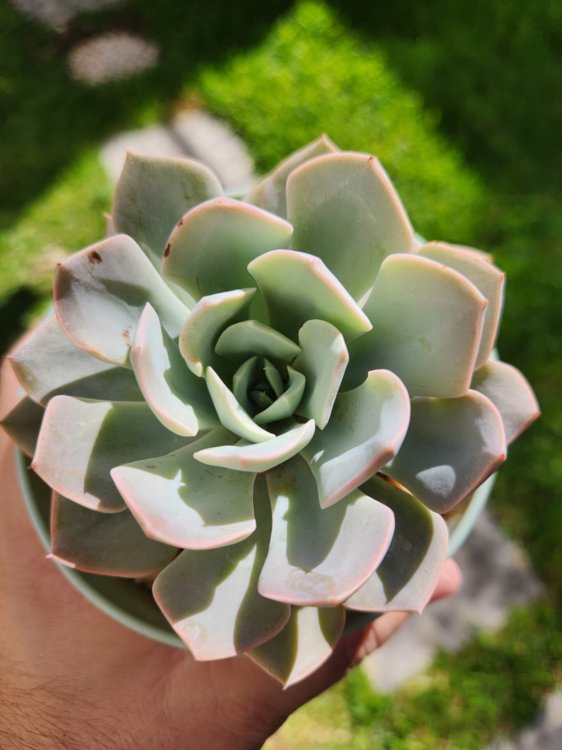 Echeveria sin ID (Híbrido) - Image 1